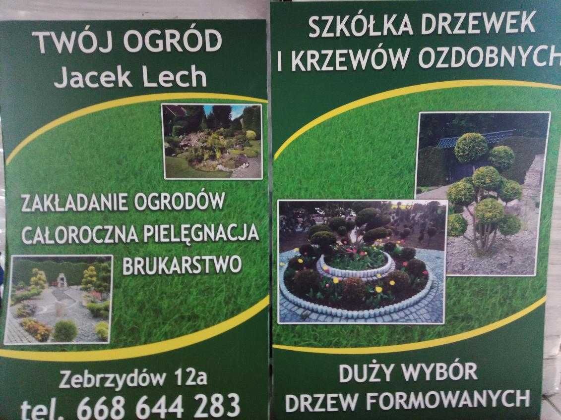 Szkółka drzewek ozdobnych i formowanych, duży wybór drzewek bonsai