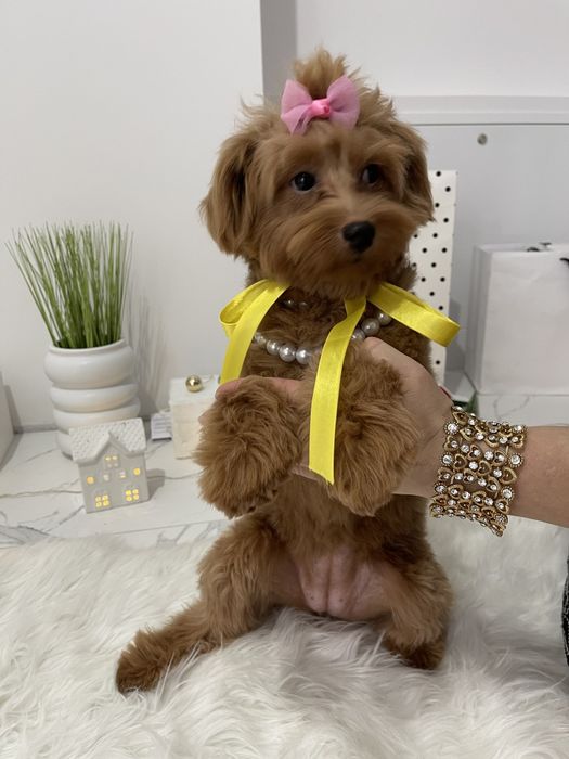 Помапу — Гарантовано закохаєтесь з першого погляду