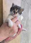 Котик дівчинка шукає дім