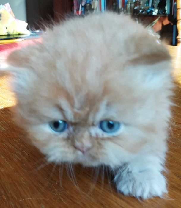 Piękny kotek kot perski zachodniopomorskie Szczecin Koszalin