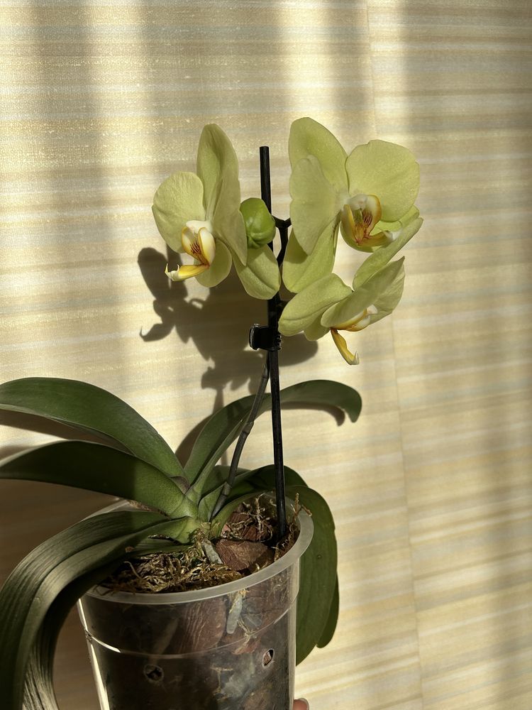 Орхідея Phal.Lemon Lime