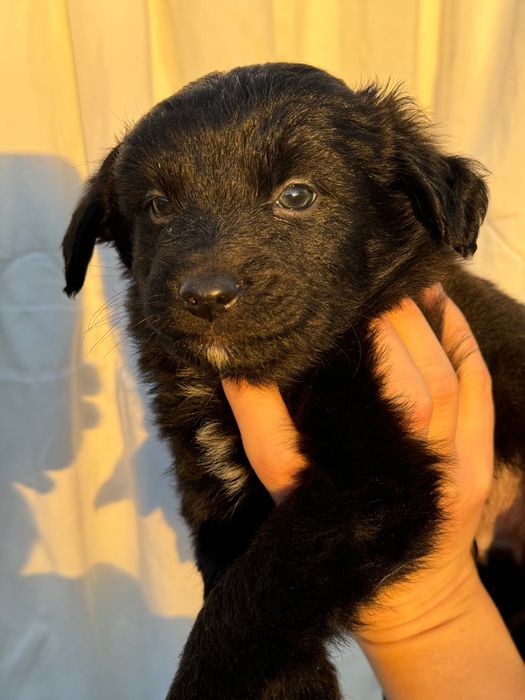 Подарую цуценят в добрі руки