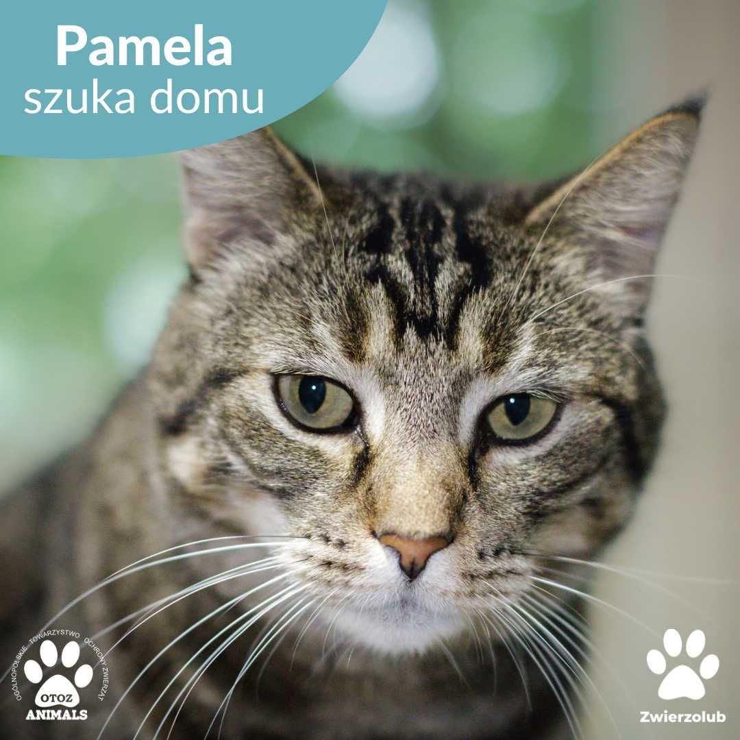 Cudna pręgowana kotka Pamela do adopcji!