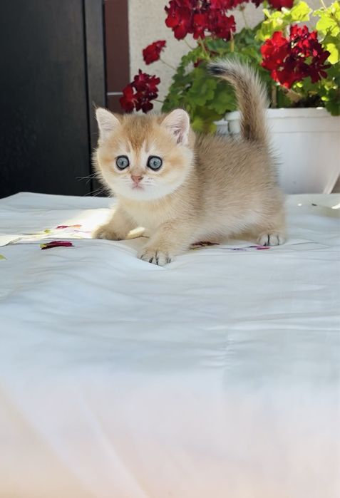 Дівчинка 1,5 місяці золота шиншила