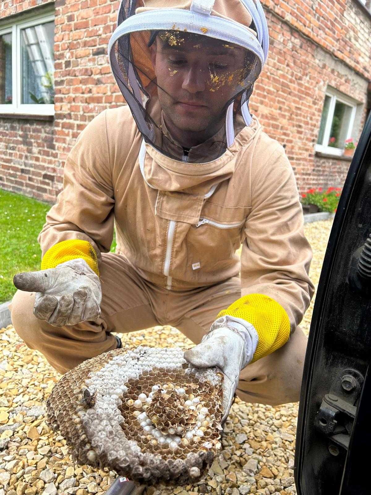 Usuwanie gniazda os i szerszeni