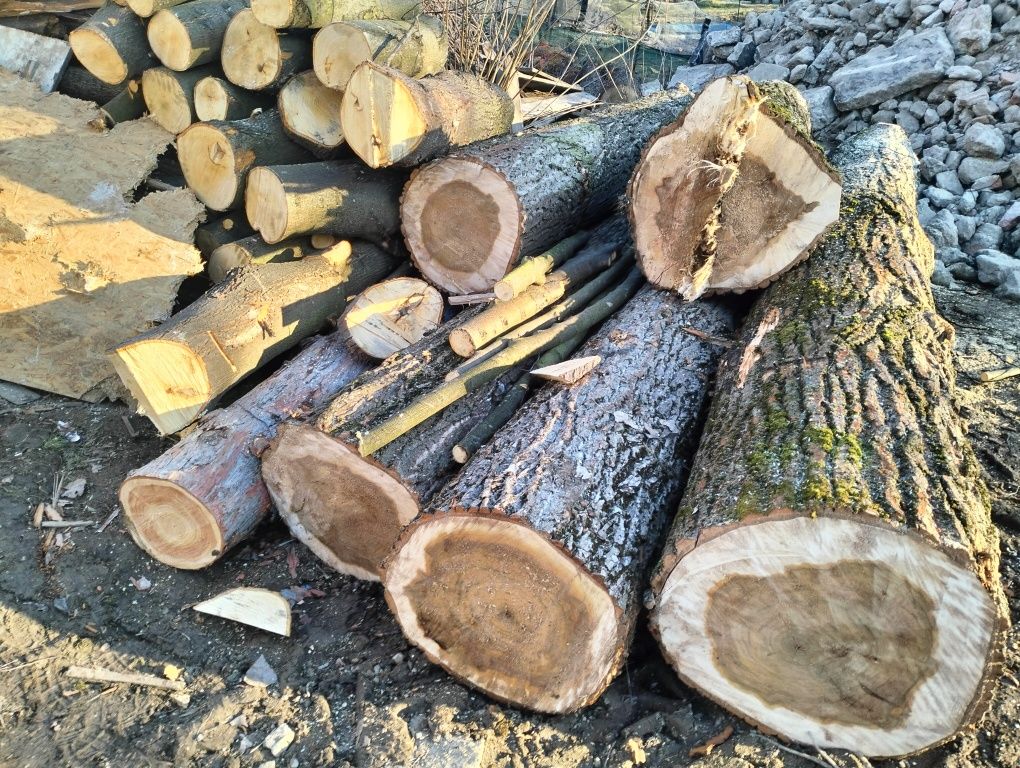 Topola kłoda 50cm srednicy opał