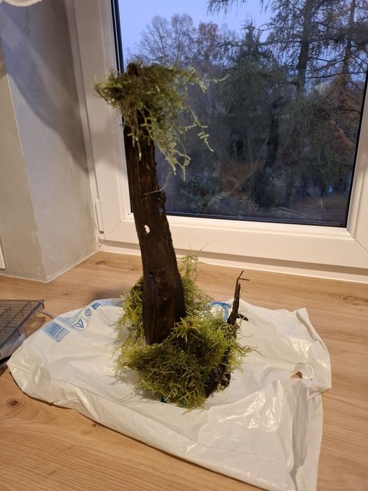 Sprzedam korzeń z mchem