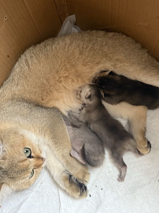 Шотландские котята метисы от золотой шотландской шиншиллы.
