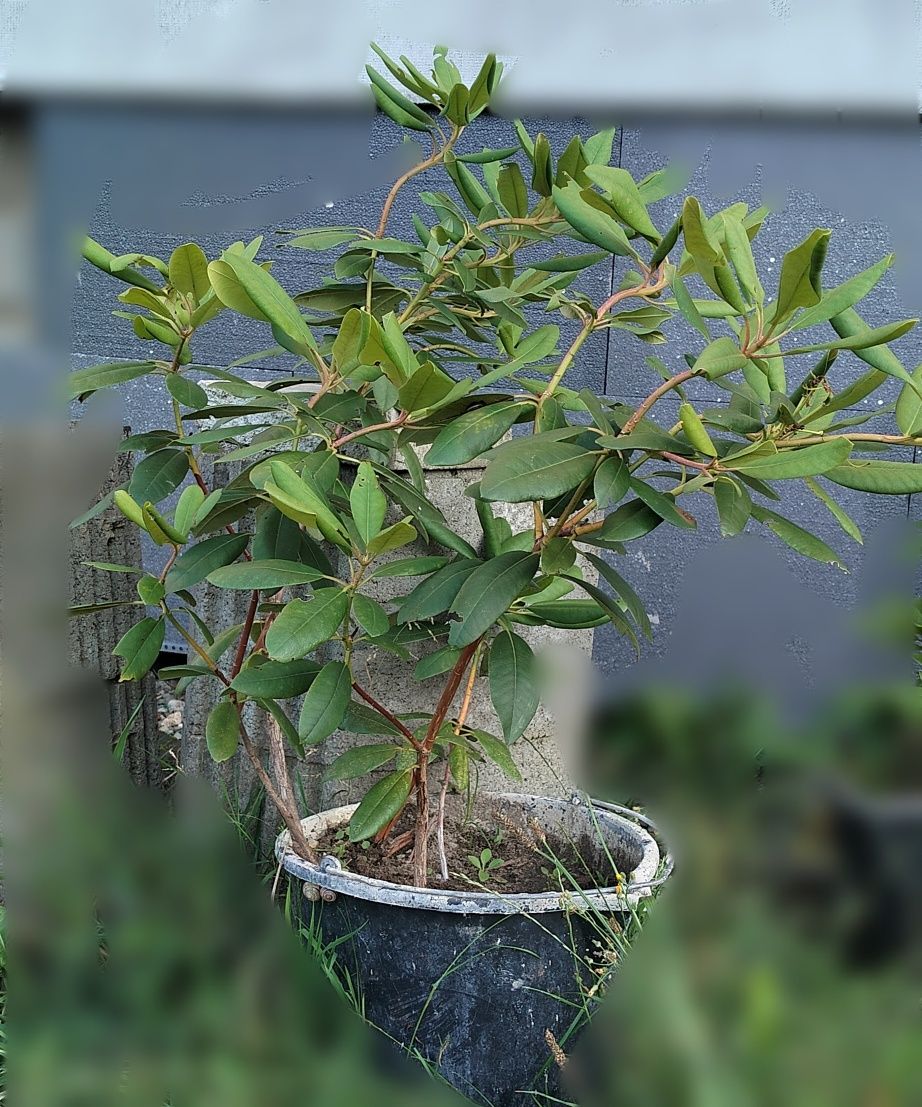 Rododendrony krzew