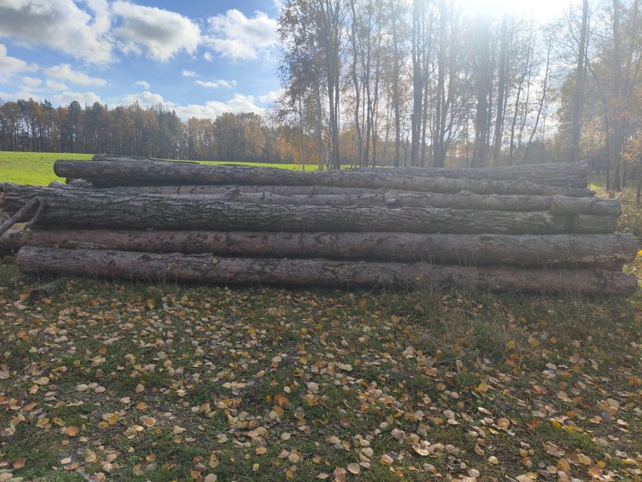 Sosna drzewo tartaczne, dąb pcd