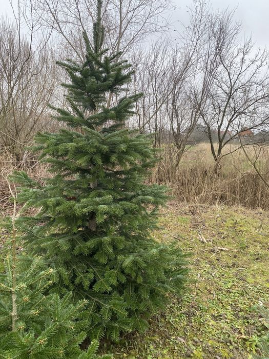 Продаж ялинки  Данська у горщику та зріз
