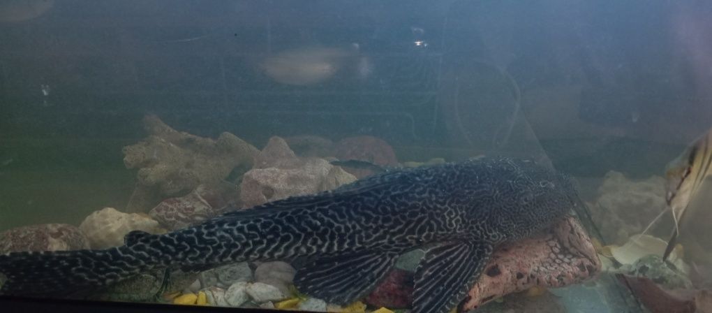 Glonojad lamparci 35cm