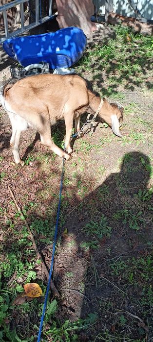 Козлик, Цап на парування.