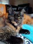 Maine Coon kotka może juz opuścić hodowlę czarna szylkretka rodowód FP