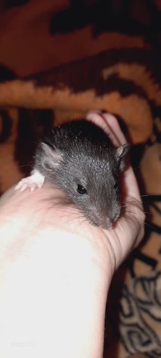 Крысята Дамбо красивого окраса. Рекс