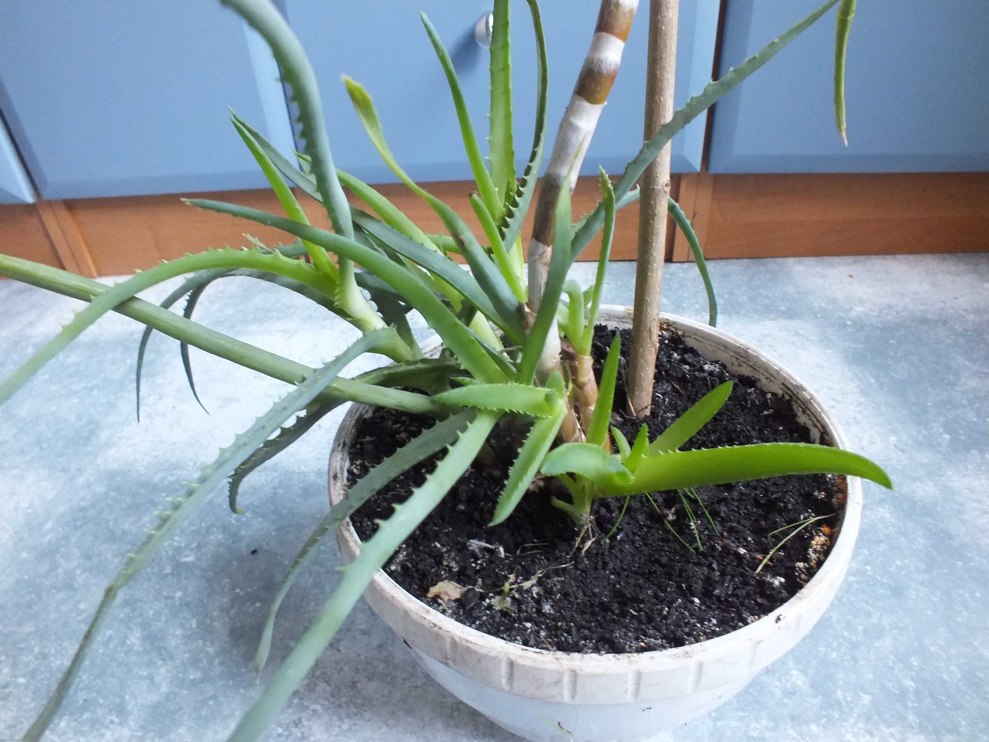 ALOES Drzewiasty roślina w doniczce 70cm dużo odnóg doniczkowa kwiat