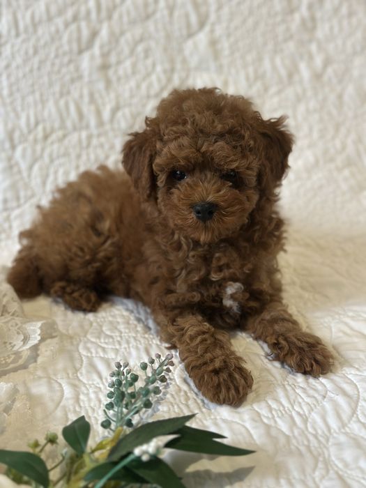 Хлопчик той педель Китай