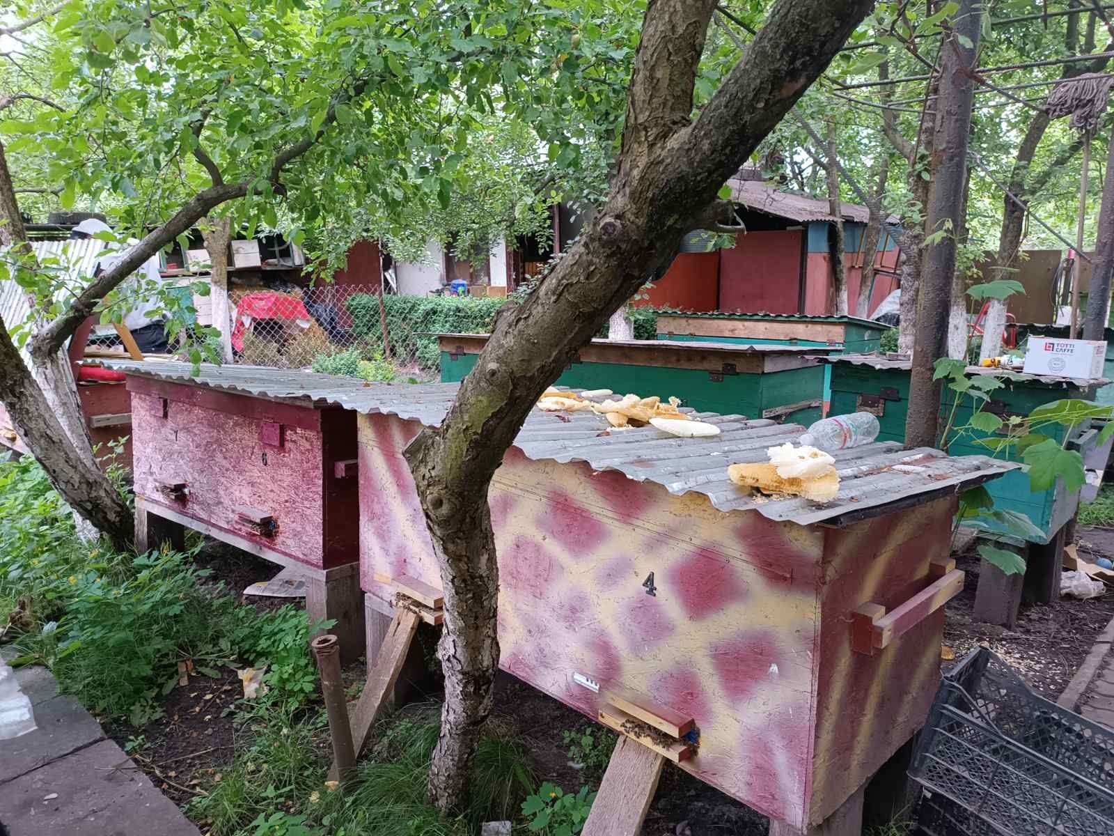 Продам пасіку вулики з бджоло свмями