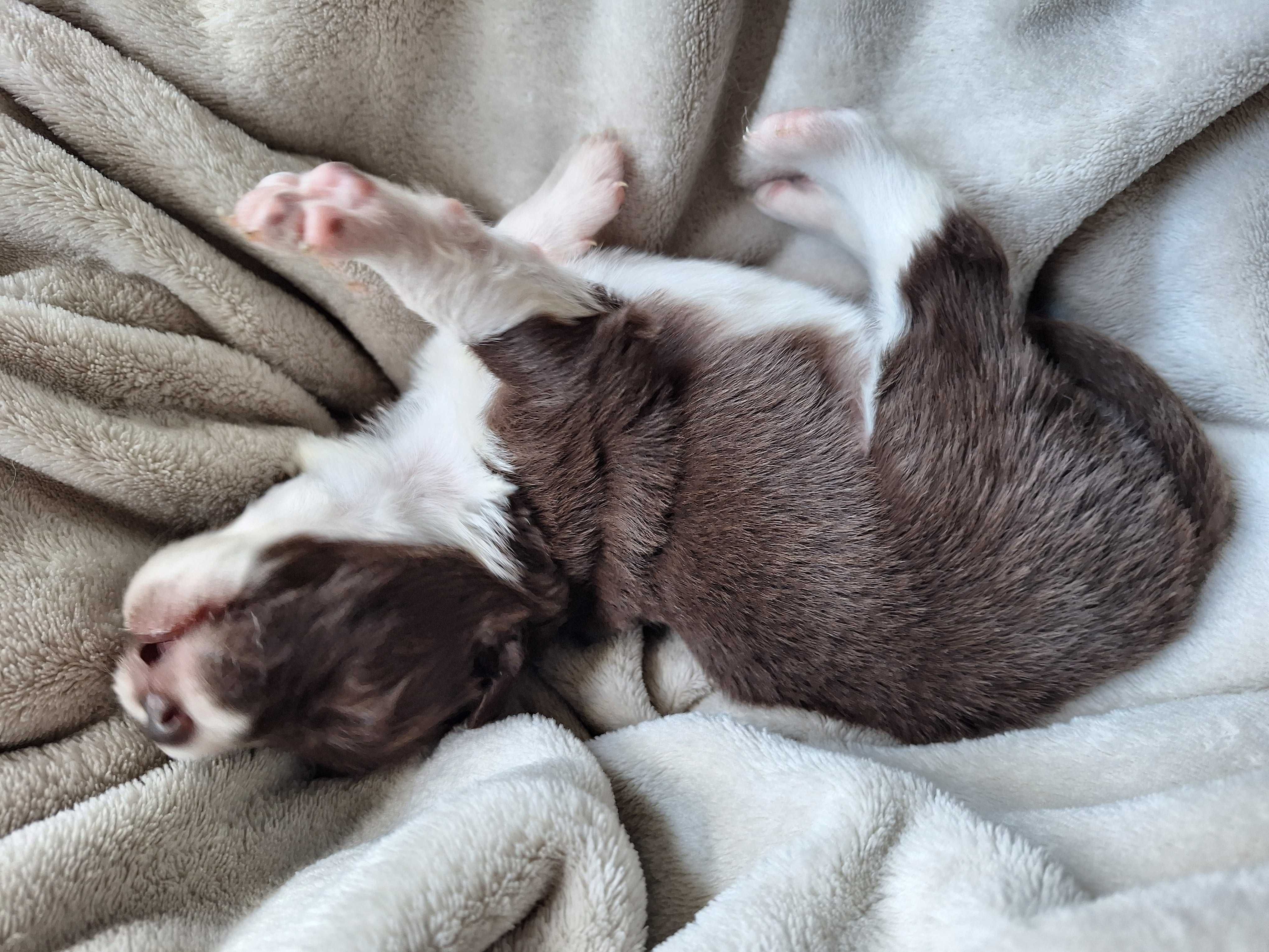 Suczka Border Collie Czekoladowa