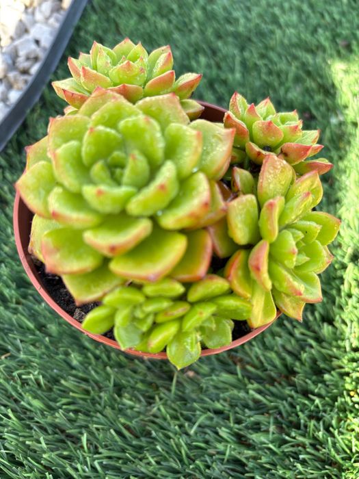 Suculentas  várias 1€