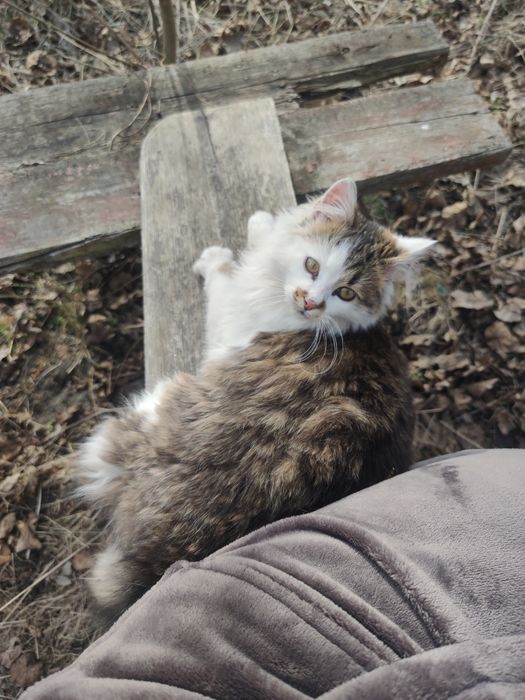 Віддам котика 1 рік