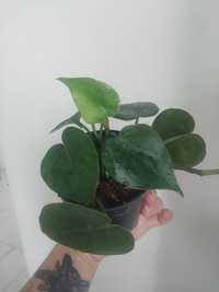 Philodendron hederaceum pnący