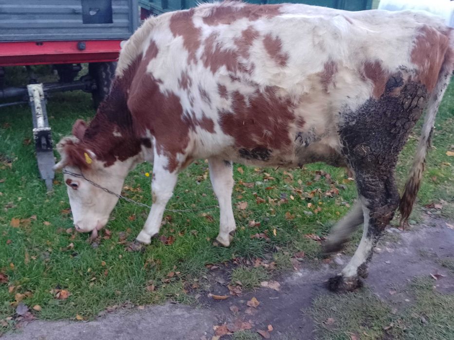 Sprzedam zamienię Młoda mięsna krowa