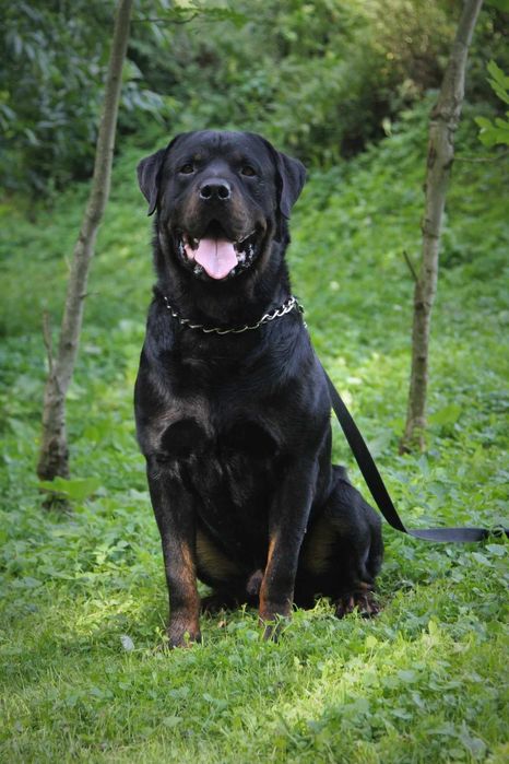 Suczka rottweiler