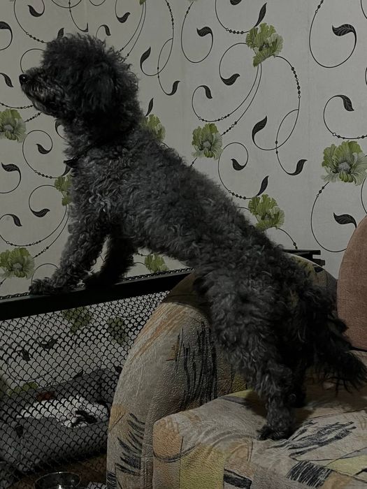 срочно продам молодого пуделя(закрывается питомник)