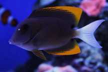 Ctenochaetus Tominiensis . Ryba . Akwarium morskie