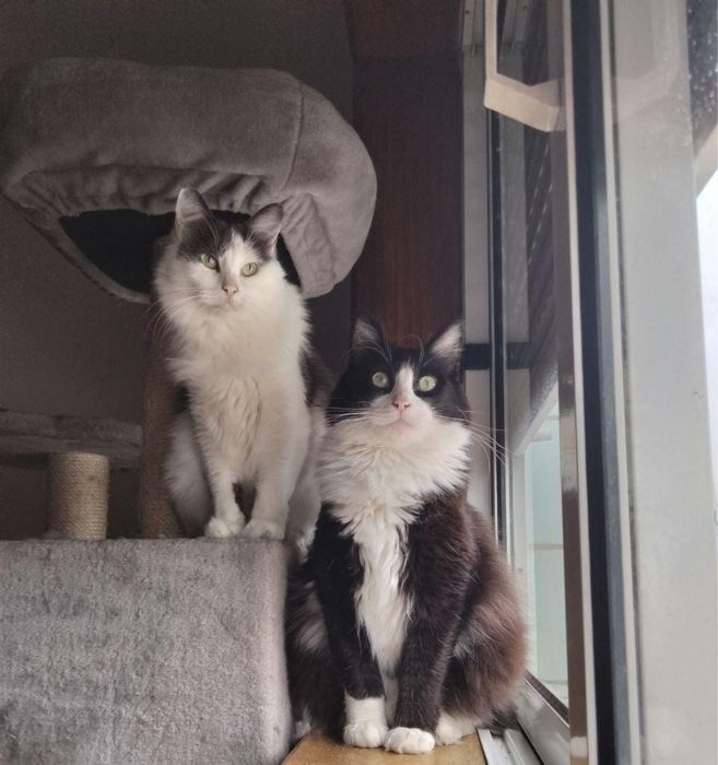 Adoção/acolhimento conjunto urgente