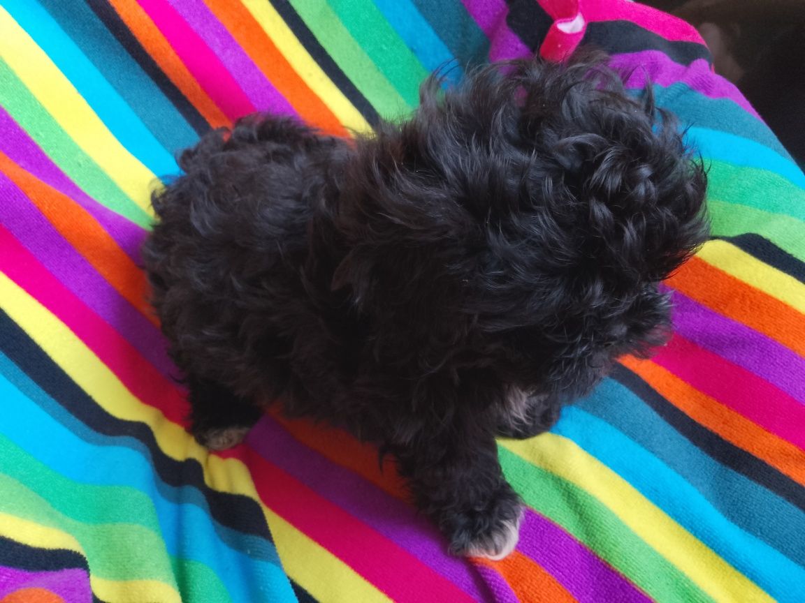 Piesek Shihpoo Shihtzu Pudel Toy