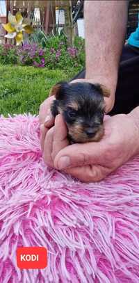 MINI YORK z rodowodem,  Yorkshire terrier