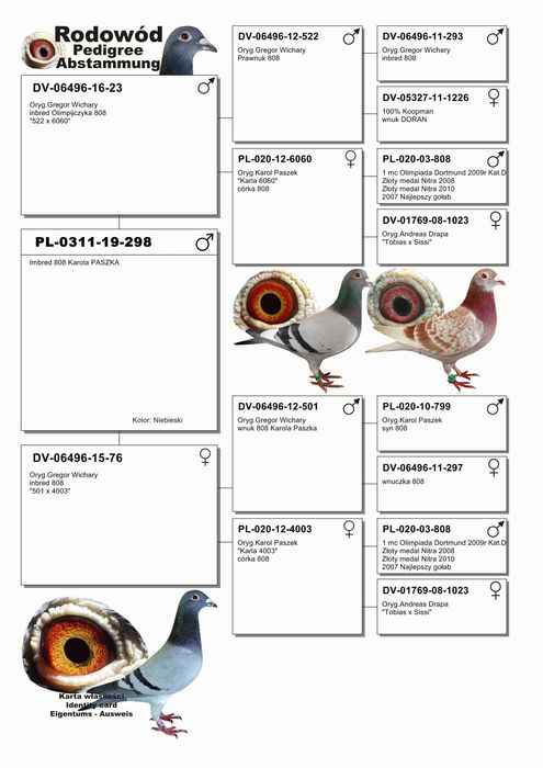 Gołębie pocztowe Karol PASZEK 808 inbredy