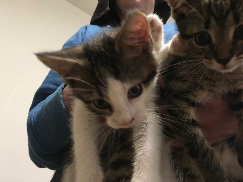 Oddam śliczne podchowane oraz kuwetowe kocięta