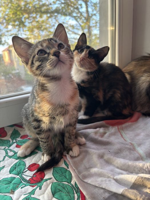 Отдам в добрые руки девочки