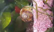 Turbo (Zebra Turbo Snail) akwarium morskie