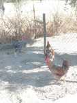 Galos do campo (diversos)