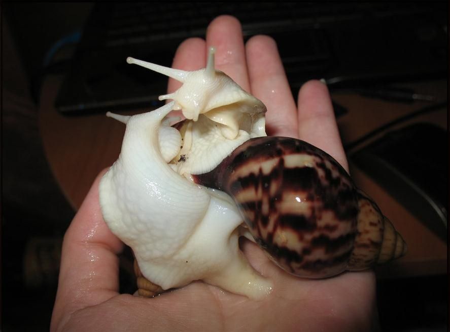 Ахалтіна великі равлики )