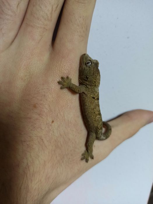 Młody gekon omszały