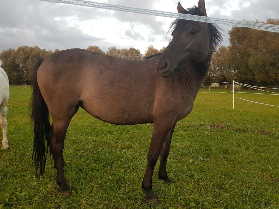 Klacz huculska programowa