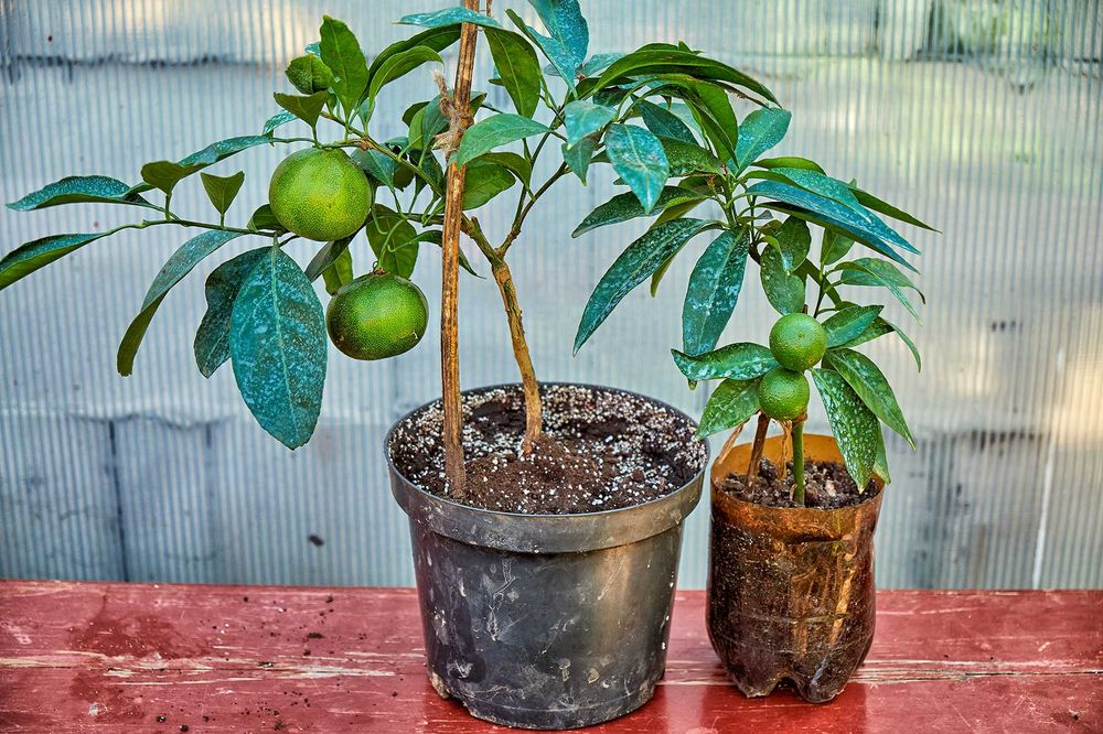 В продаже плодоносящие цитрусовые