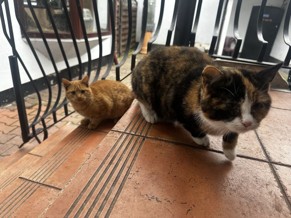 Kociaki szukaja domku