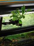 Tronco Dragon Wood com Anubias Nana