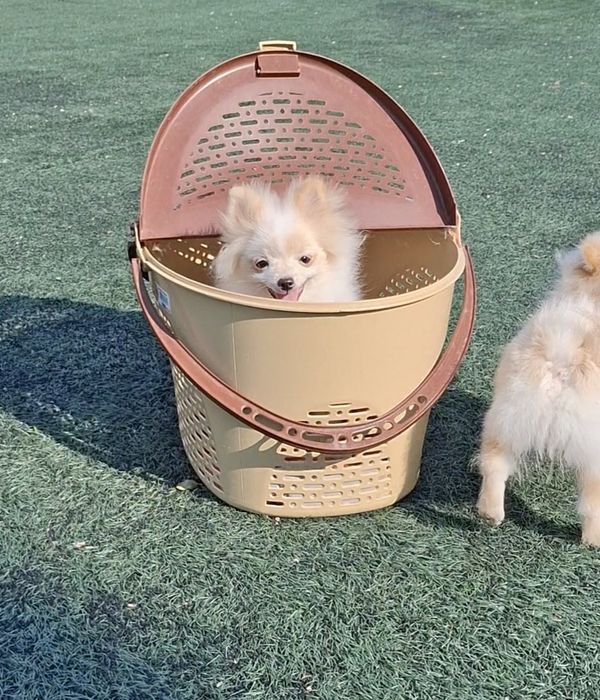 Мечтали о померашке? Супер-иини щенки ищут Семьи! Киев, КСУ. Доставка.