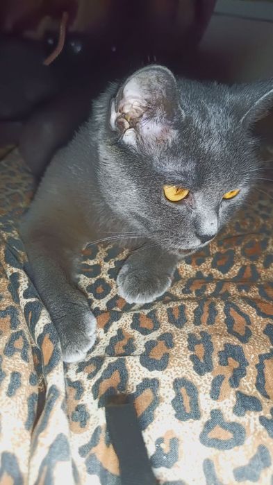 Пропав котик допоможіть знайти За винагороду 5000 гривень