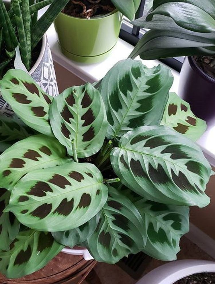 Maranta Leuconera Kerchoveana