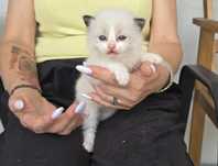 Ragdoll kocurek odbiór od lipca