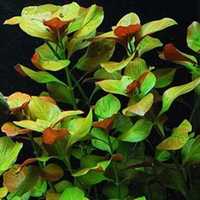 ludwigia ovalis pink