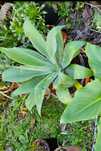 Planta Cato Agave